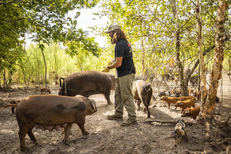 Tank Jackson of Holy City Hogs taking care of his pigs outside.